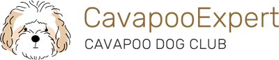 CavapooExpert